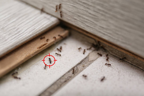 Best Best Pest Control Companies  in Somers Point, NJ